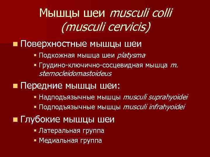 Мышцы шеи musculi colli (musculi cervicis) n Поверхностные мышцы шеи § Подкожная мышца шеи