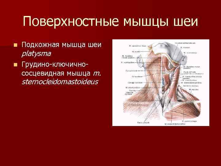 Поверхностные мышцы шеи n Подкожная мышца шеи n Грудино-ключичнососцевидная мышца m. platysma sternocleidomastoideus 