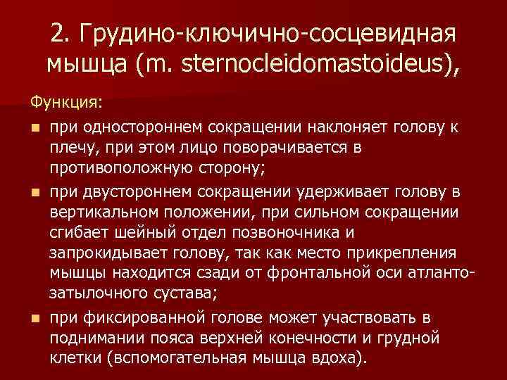 2. Грудино-ключично-сосцевидная мышца (m. sternocleidomastoideus), Функция: n при одностороннем сокращении наклоняет голову к плечу,