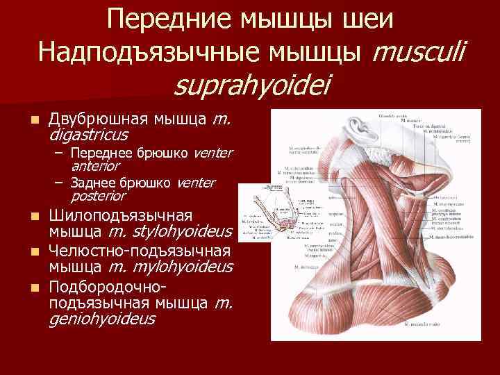 Передние мышцы шеи Надподъязычные мышцы musculi suprahyoidei n Двубрюшная мышца m. digastricus – Переднее