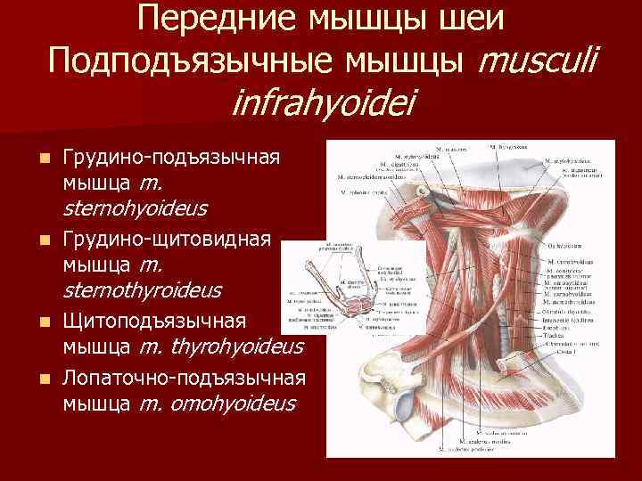 Передние мышцы шеи Подподъязычные мышцы musculi infrahyoidei n Грудино-подъязычная мышца m. sternohyoideus n Грудино-щитовидная