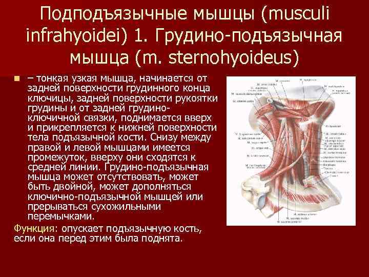 Мышцы расположенные ниже подъязычной кости. Грудино-подъязычная мышца (m. sternohyoideus). Мышца опускающая подъязычную кость. Мышцы ниже подъязычной кости.