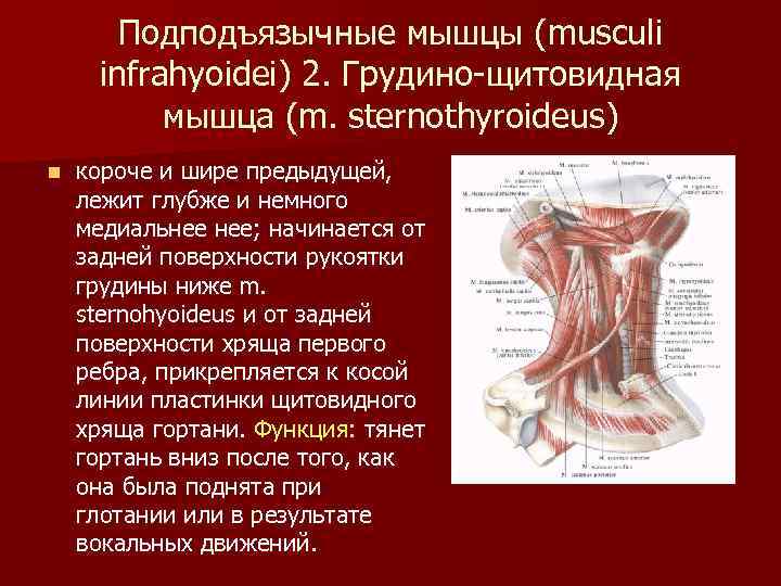 Подподъязычные мышцы (musculi infrahyoidei) 2. Грудино-щитовидная мышца (m. sternothyroideus) n короче и шире предыдущей,