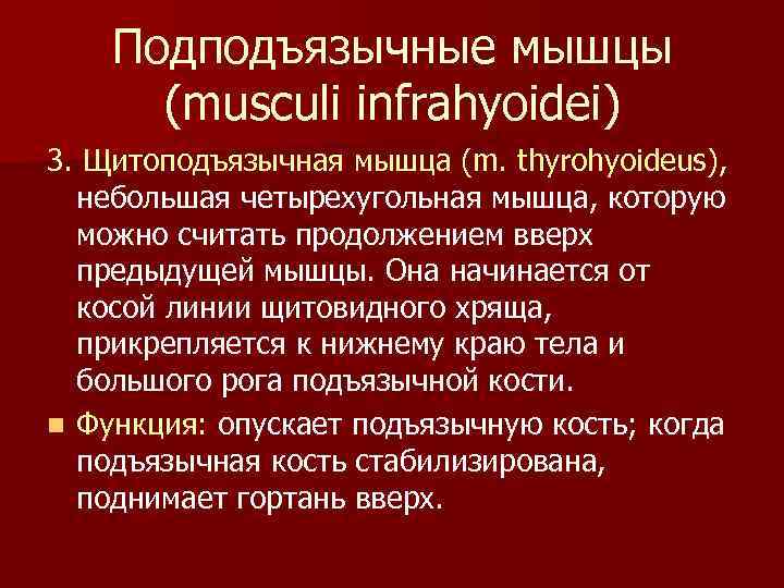 Подподъязычные мышцы (musculi infrahyoidei) 3. Щитоподъязычная мышца (m. thyrohyoideus), небольшая четырехугольная мышца, которую можно