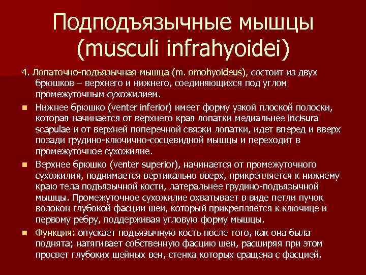 Подподъязычные мышцы (musculi infrahyoidei) 4. Лопаточно-подъязычная мышца (m. omohyoideus), состоит из двух брюшков –