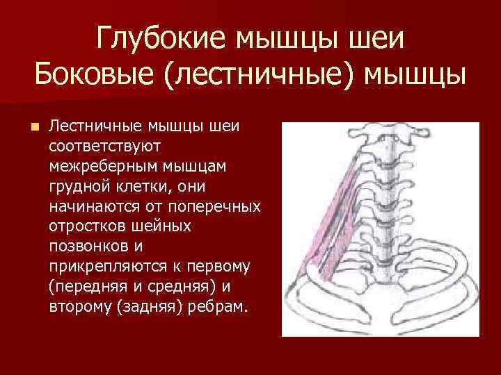 Глубокие мышцы шеи Боковые (лестничные) мышцы n Лестничные мышцы шеи соответствуют межреберным мышцам грудной