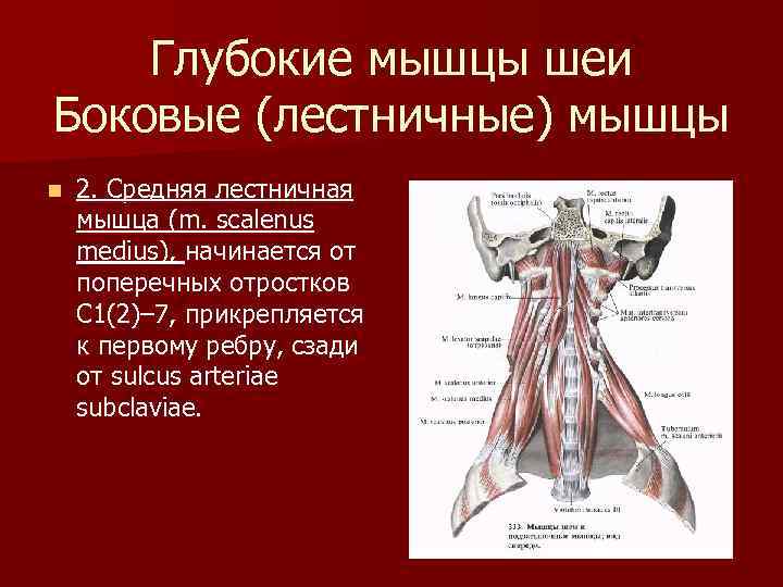 Глубокие мышцы шеи Боковые (лестничные) мышцы n 2. Cредняя лестничная мышца (m. scalenus medius),