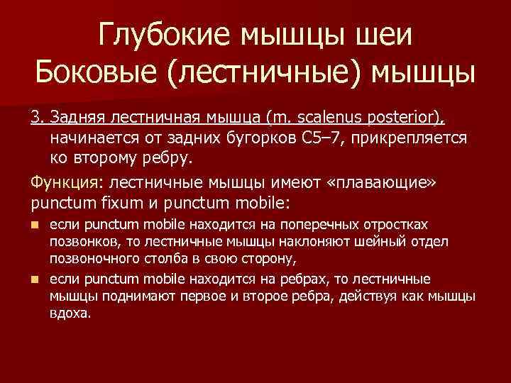 Глубокие мышцы шеи Боковые (лестничные) мышцы 3. Задняя лестничная мышца (m. scalenus posterior), начинается