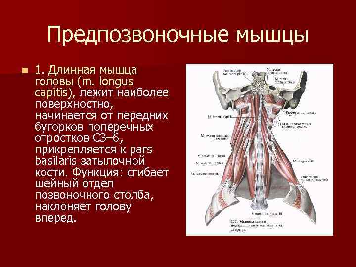 Предпозвоночные мышцы n 1. Длинная мышца головы (m. longus capitis), лежит наиболее поверхностно, начинается