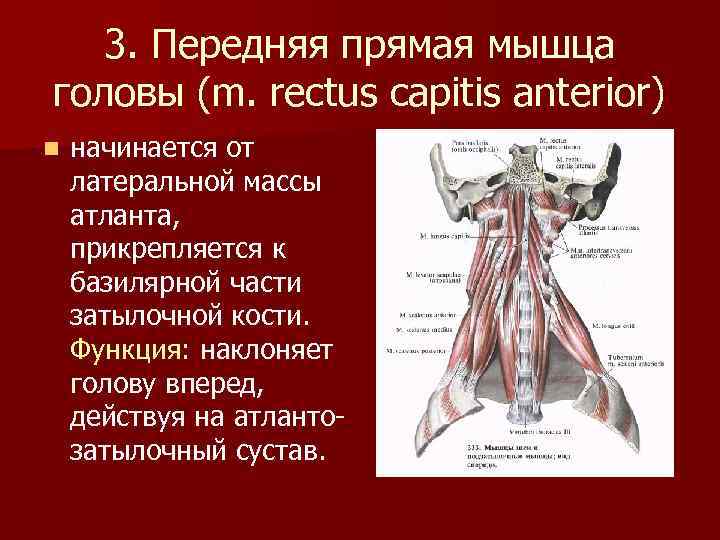 3. Передняя прямая мышца головы (m. rectus capitis anterior) n начинается от латеральной массы