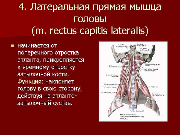 4. Латеральная прямая мышца головы (m. rectus capitis lateralis) n начинается от поперечного отростка