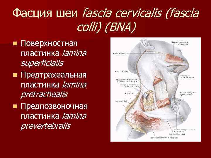 Фасция шеи fascia cervicalis (fascia colli) (BNA) n Поверхностная пластинка lamina superficialis n Предтрахеальная