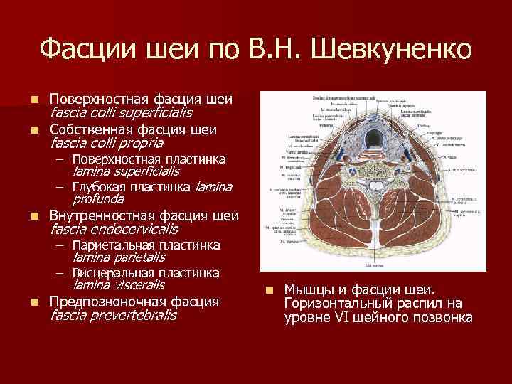 Фасции шеи по В. Н. Шевкуненко n Поверхностная фасция шеи n Собственная фасция шеи