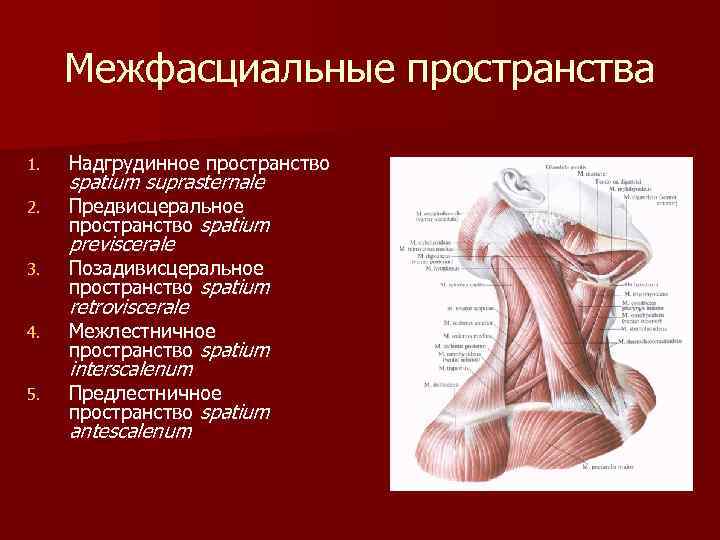 Межфасциальные пространства 1. Надгрудинное пространство 2. Предвисцеральное пространство spatium suprasternale previscerale 3. Позадивисцеральное пространство