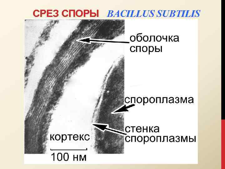 СРЕЗ СПОРЫ BACILLUS SUBTILIS 