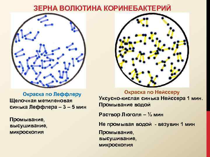 ЗЕРНА ВОЛЮТИНА КОРИНЕБАКТЕРИЙ Окраска по Леффлеру Щелочная метиленовая синька Леффлера – 3 – 5