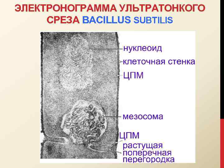 ЭЛЕКТРОНОГРАММА УЛЬТРАТОНКОГО СРЕЗА BACILLUS SUBTILIS 