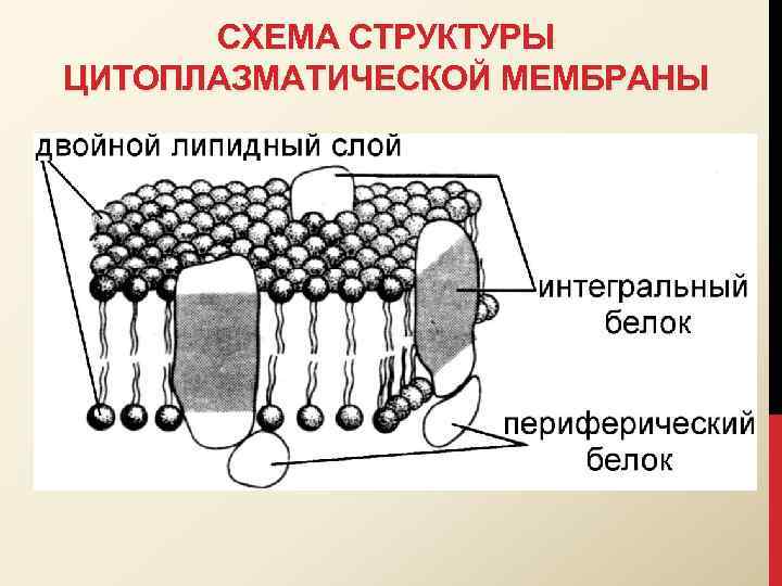 СХЕМА СТРУКТУРЫ ЦИТОПЛАЗМАТИЧЕСКОЙ МЕМБРАНЫ 