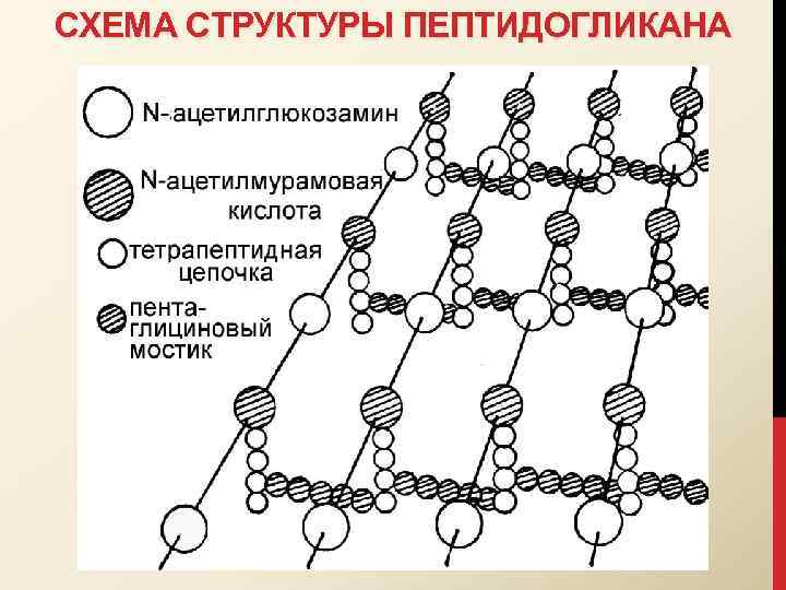 СХЕМА СТРУКТУРЫ ПЕПТИДОГЛИКАНА 