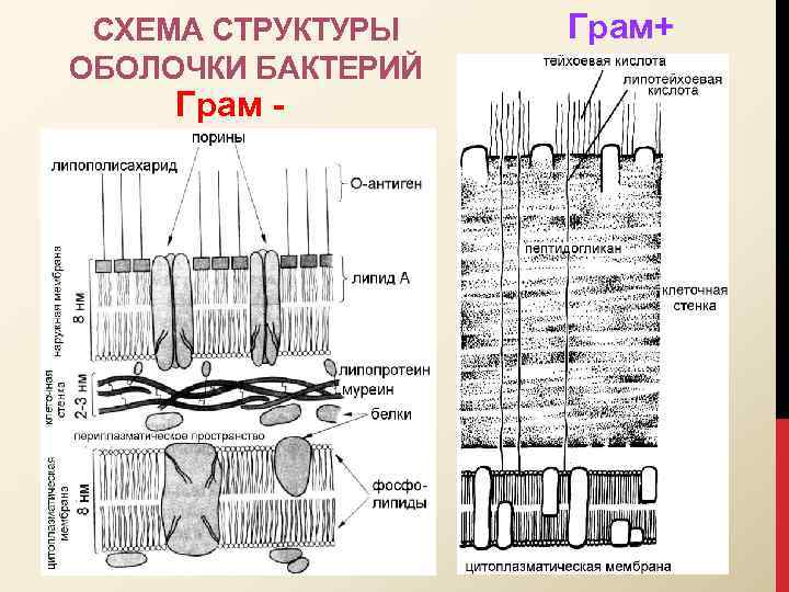 СХЕМА СТРУКТУРЫ ОБОЛОЧКИ БАКТЕРИЙ Грам+ 