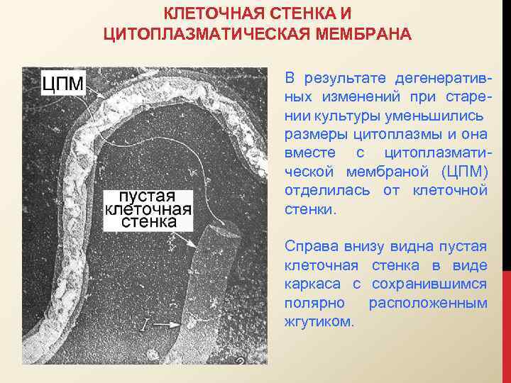 КЛЕТОЧНАЯ СТЕНКА И ЦИТОПЛАЗМАТИЧЕСКАЯ МЕМБРАНА В результате дегенеративных изменений при старении культуры уменьшились размеры