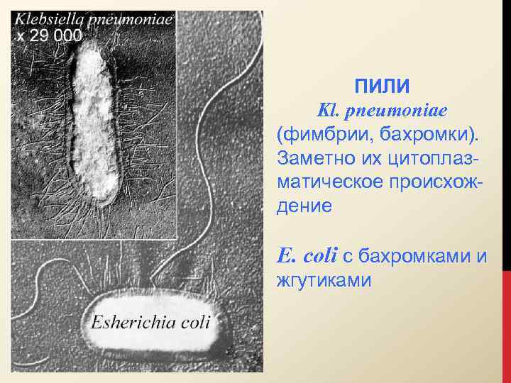 ПИЛИ Kl. pneumoniae (фимбрии, бахромки). Заметно их цитоплазматическое происхождение E. coli с бахромками и