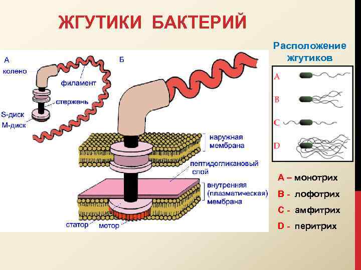 Жгутиковая бактерия фото