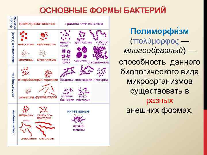 ОСНОВНЫЕ ФОРМЫ БАКТЕРИЙ Полиморфи зм (πολύμορφος — многообразный) — способность данного биологического вида микроорганизмов