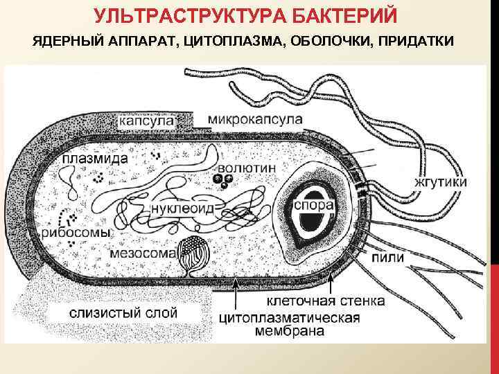 УЛЬТРАСТРУКТУРА БАКТЕРИЙ ЯДЕРНЫЙ АППАРАТ, ЦИТОПЛАЗМА, ОБОЛОЧКИ, ПРИДАТКИ 