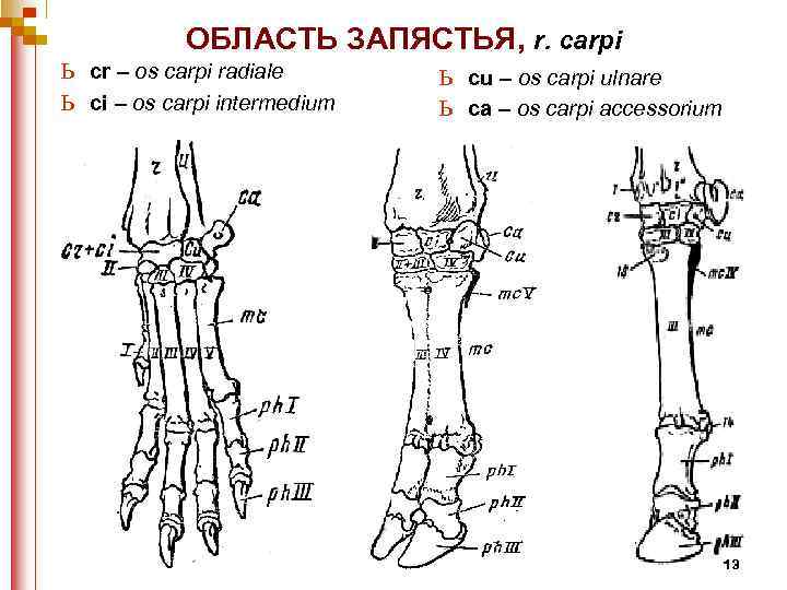ь ь ОБЛАСТЬ ЗАПЯСТЬЯ, r. carpi cr – os carpi radiale ci – os