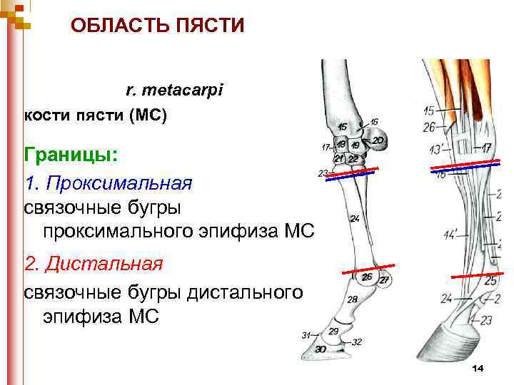 ОБЛАСТЬ ПЯСТИ r. metacarpi кости пясти (MC) Границы: 1. Проксимальная связочные бугры проксимального эпифиза