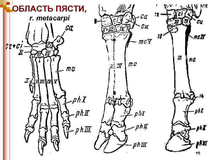 Кости пясти рисунок