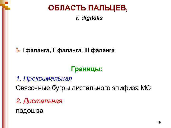ОБЛАСТЬ ПАЛЬЦЕВ, r. digitalis ь I фаланга, III фаланга Границы: 1. Проксимальная Связочные бугры