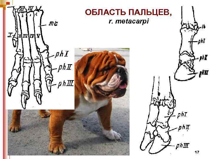 ОБЛАСТЬ ПАЛЬЦЕВ, r. metacarpi 17 