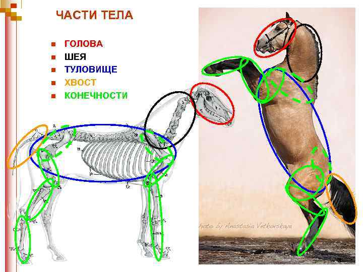 ЧАСТИ ТЕЛА n n n ГОЛОВА ШЕЯ ТУЛОВИЩЕ ХВОСТ КОНЕЧНОСТИ 3 