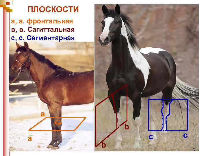 ПЛОСКОСТИ а, а. фронтальная в, в. Сагиттальная с, с. Сегментарная a b c c