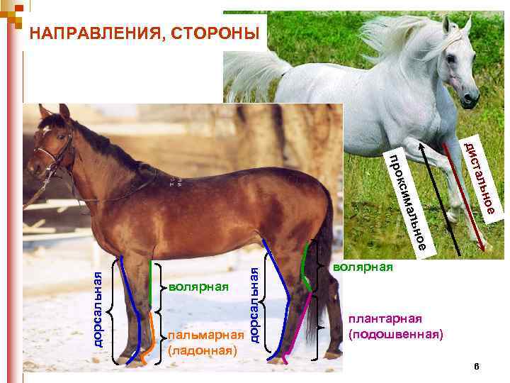 НАПРАВЛЕНИЯ, СТОРОНЫ дис ьно тал е ьно мал кси про пальмарная (ладонная) дорсальная е