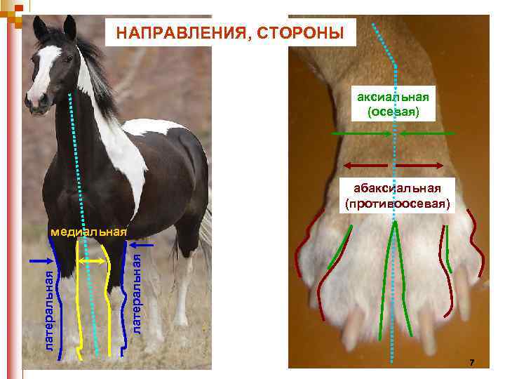 НАПРАВЛЕНИЯ, СТОРОНЫ аксиальная (осевая) абаксиальная (противоосевая) латеральная медиальная 7 