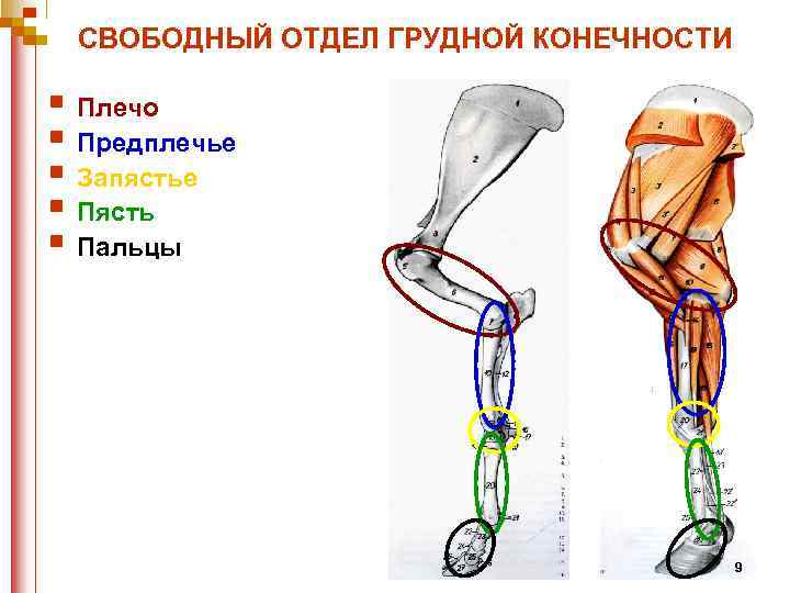 СВОБОДНЫЙ ОТДЕЛ ГРУДНОЙ КОНЕЧНОСТИ § Плечо § Предплечье § Запястье § Пясть § Пальцы