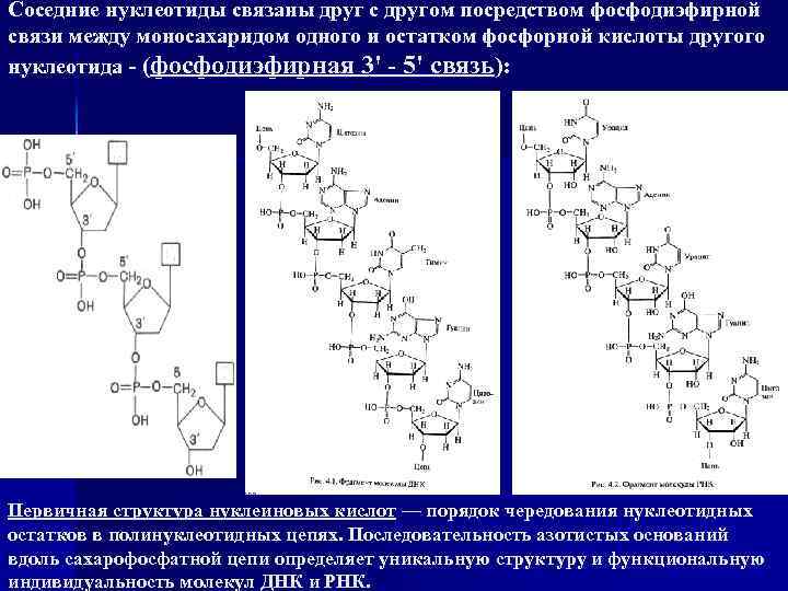 Схема соединения нескольких нуклеотидов в цепь первичная структура