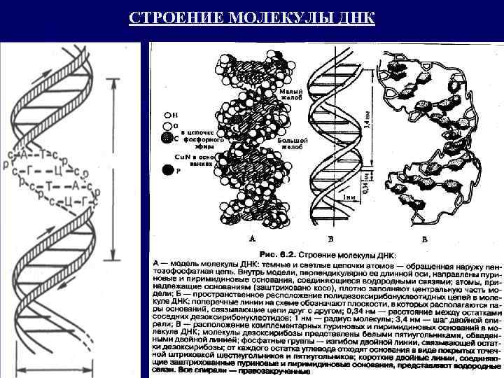 Состав гена днк. Структура молекулы ДНК схема. Схема структуры ДНК. Строение молекулы ДНК рисунок. Схема строения молекулы ДНК С подписями.