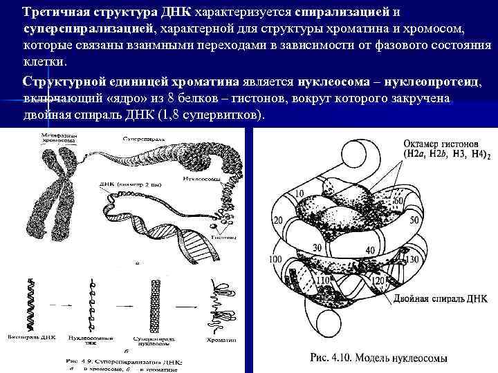 Исчезновение границ ядра спирализация хромосом