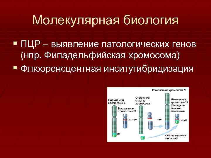 Молекулярная биология § ПЦР – выявление патологических генов (нпр. Филадельфийская хромосома) § Флюоренсцентная инситугибридизация