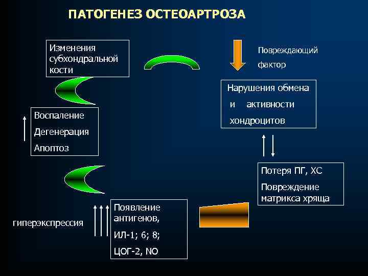 ПАТОГЕНЕЗ ОСТЕОАРТРОЗА Изменения субхондральной кости Повреждающий фактор Нарушения обмена и Воспаление активности хондроцитов Дегенерация