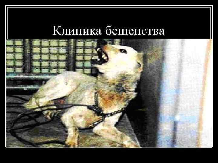 Клиника бешенства 