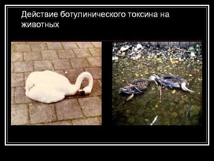 Действие ботулинического токсина на животных 