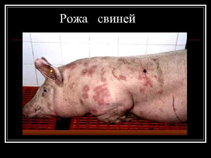 Рожа свиней 