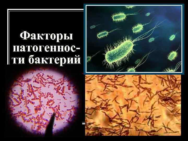 Факторы патогенности бактерий 