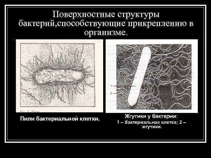 Поверхностные структуры бактерий, способствующие прикреплению в организме. Пили бактериальной клетки. Жгутики у бактерии: 1