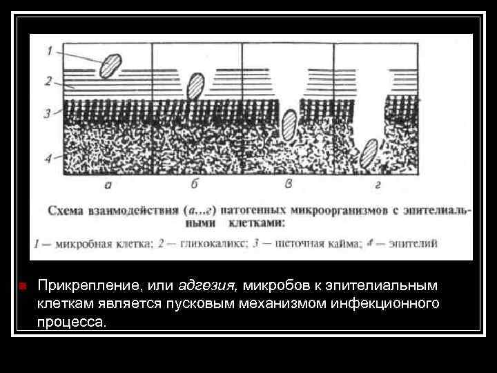 n Прикрепление, или адгезия, микробов к эпителиальным клеткам является пусковым механизмом инфекционного процесса. 